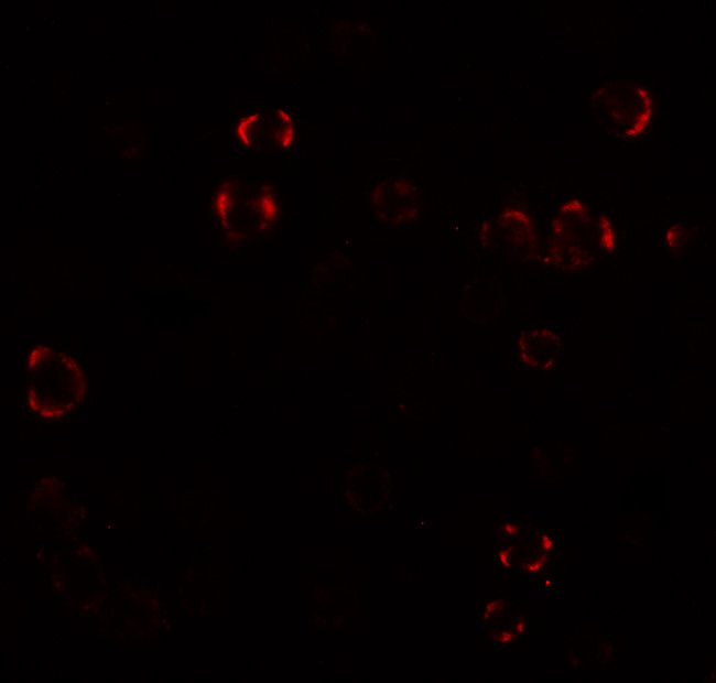 PALM3 Antibody in Immunocytochemistry (ICC/IF)