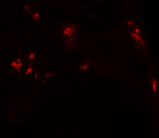 DBX1 Antibody in Immunohistochemistry (Paraffin) (IHC (P))