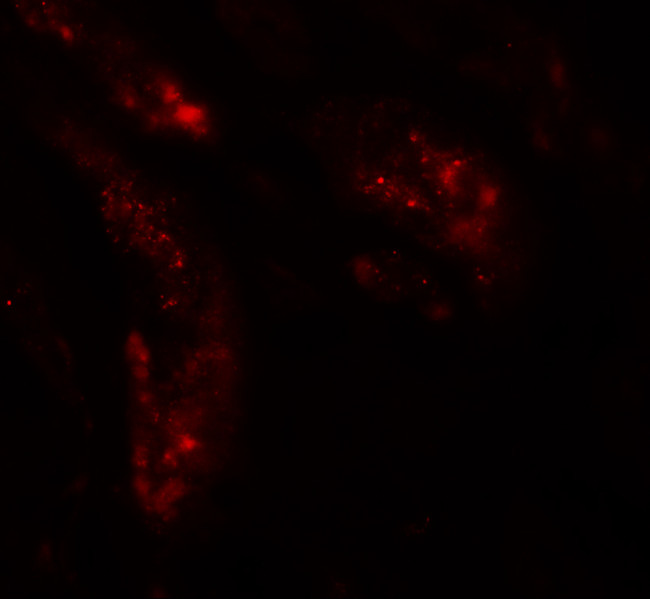 KIAA0701 Antibody in Immunohistochemistry (Paraffin) (IHC (P))