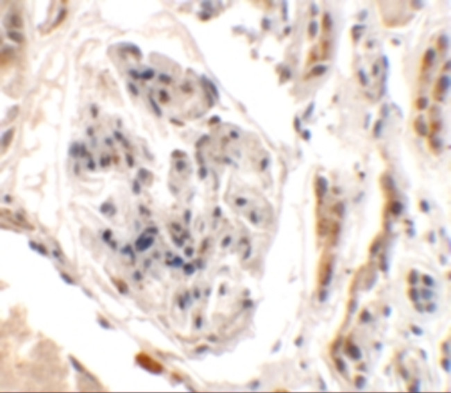 KIAA0701 Antibody in Immunohistochemistry (Paraffin) (IHC (P))