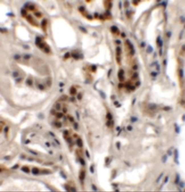 DPAGT1 Antibody in Immunohistochemistry (Paraffin) (IHC (P))