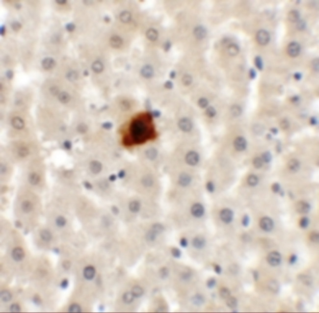 EI24 Antibody in Immunohistochemistry (Paraffin) (IHC (P))