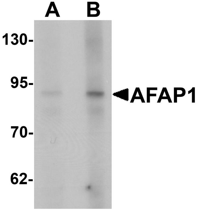 AFAP Antibody in Western Blot (WB)