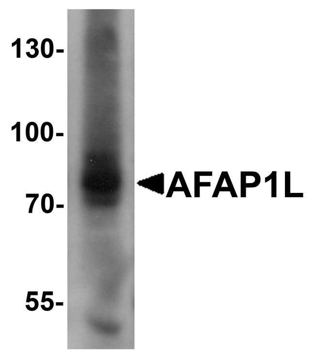 AFAP1L1 Antibody in Western Blot (WB)