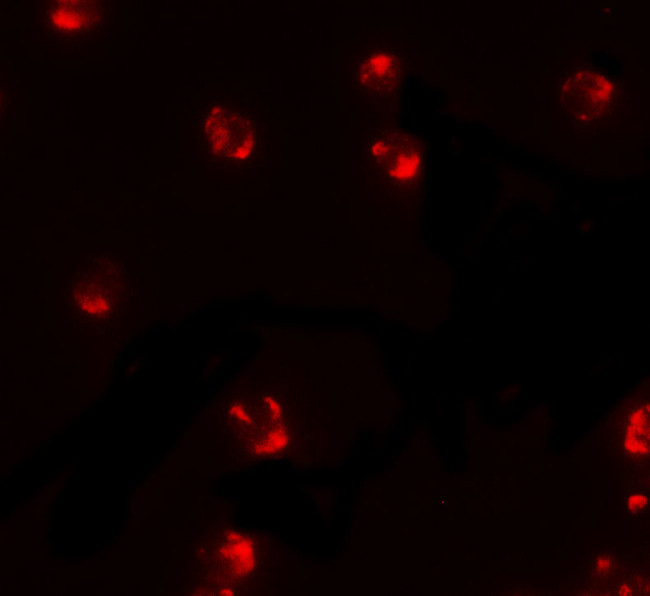 PIWIL2 Antibody in Immunocytochemistry (ICC/IF)