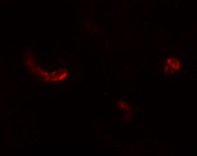 MAN1 Antibody in Immunohistochemistry (Paraffin) (IHC (P))