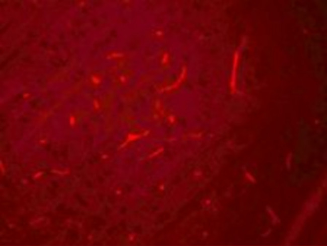 SIK3 Antibody in Immunocytochemistry (ICC/IF)