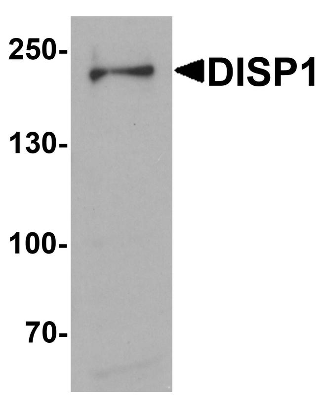 DISP1 Antibody in Western Blot (WB)