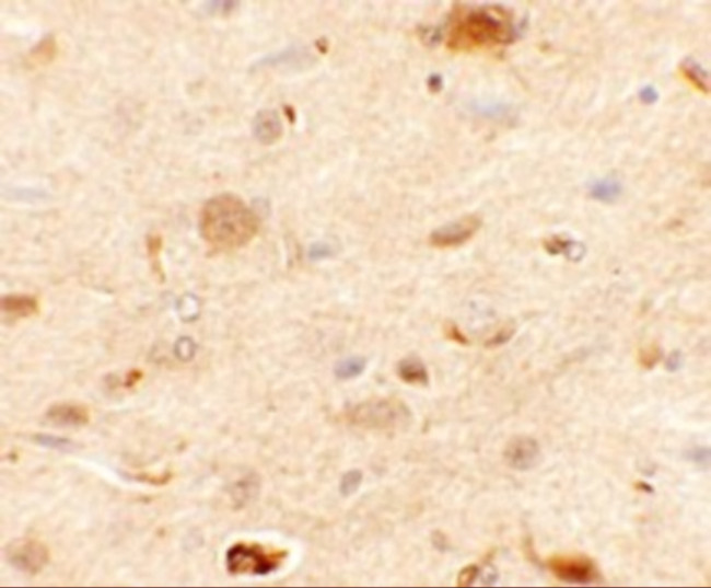 RAPGEF3 Antibody in Immunohistochemistry (Paraffin) (IHC (P))