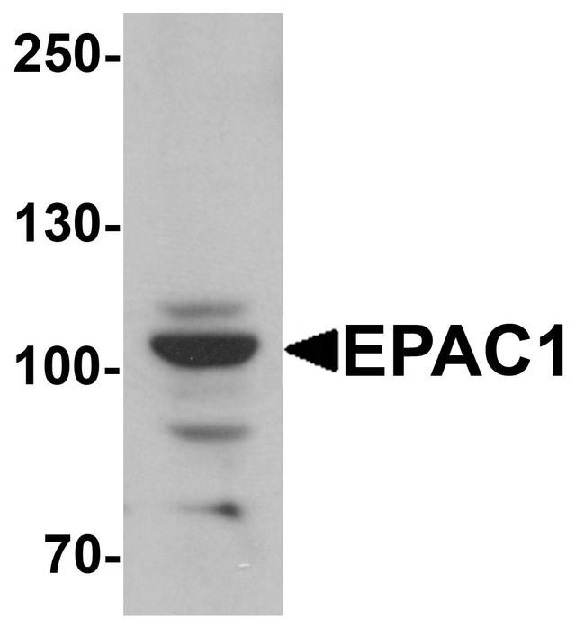 RAPGEF3 Antibody in Western Blot (WB)