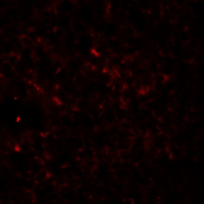 RAPGEF4 Antibody in Immunohistochemistry (Paraffin) (IHC (P))