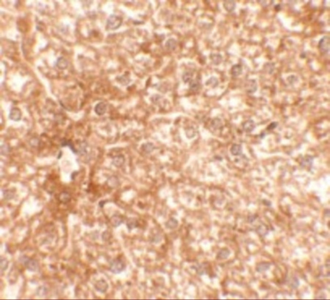 RAPGEF4 Antibody in Immunohistochemistry (Paraffin) (IHC (P))