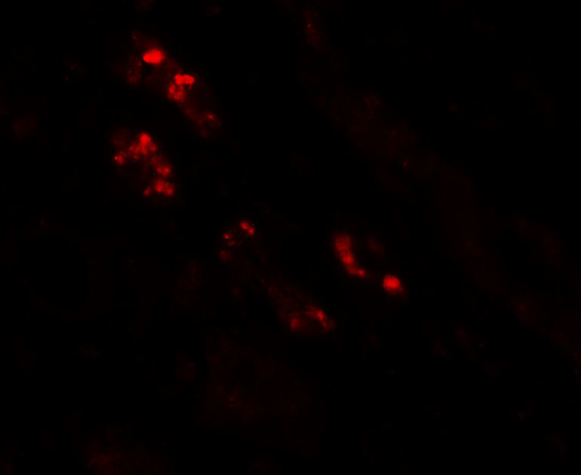 Nkx2.2 Antibody in Immunohistochemistry (Paraffin) (IHC (P))