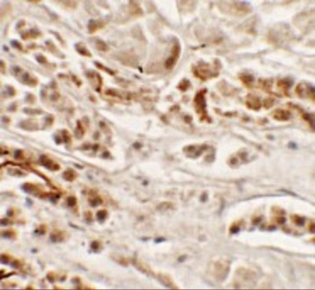 Nkx2.2 Antibody in Immunohistochemistry (Paraffin) (IHC (P))