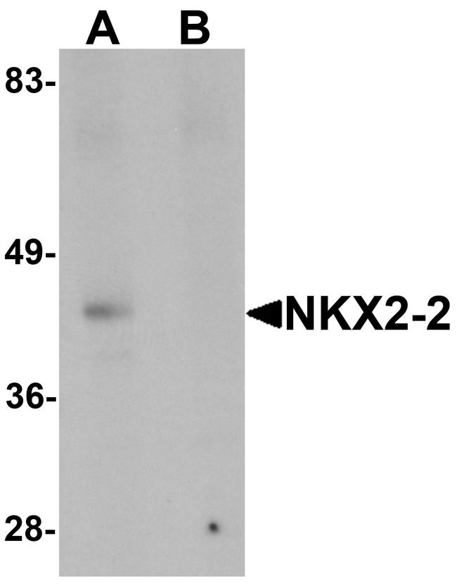 Nkx2.2 Antibody in Western Blot (WB)