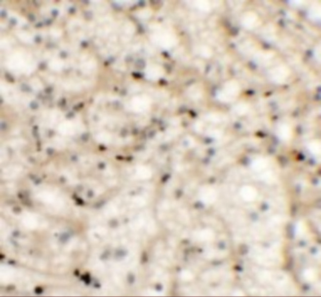 Nkx2.6 Antibody in Immunohistochemistry (Paraffin) (IHC (P))