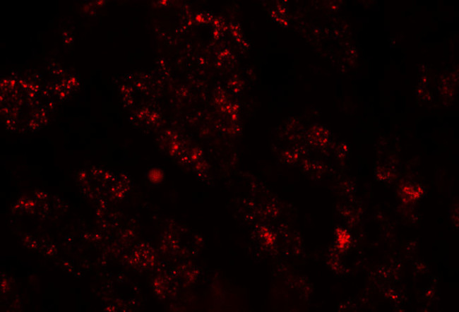 Nkx2.8 Antibody in Immunohistochemistry (Paraffin) (IHC (P))