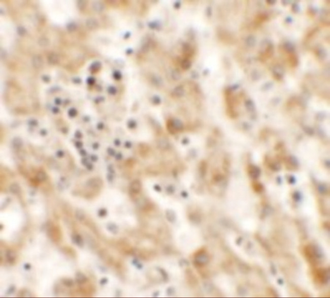 Nkx2.8 Antibody in Immunohistochemistry (Paraffin) (IHC (P))