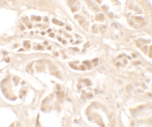 Kallikrein 4 Antibody in Immunohistochemistry (Paraffin) (IHC (P))