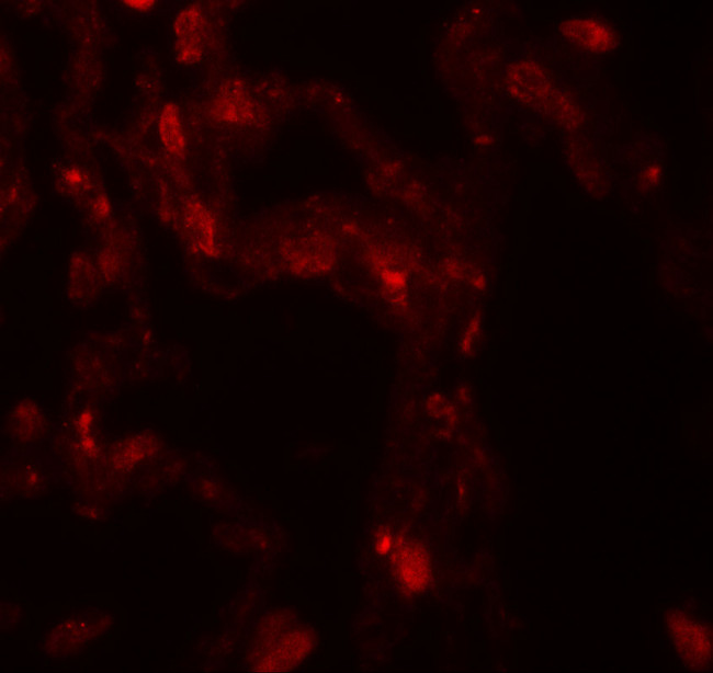 DOPA Decarboxylase Antibody in Immunohistochemistry (Paraffin) (IHC (P))