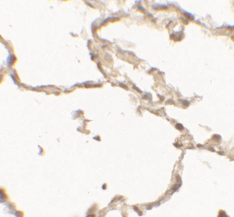 DOPA Decarboxylase Antibody in Immunohistochemistry (Paraffin) (IHC (P))