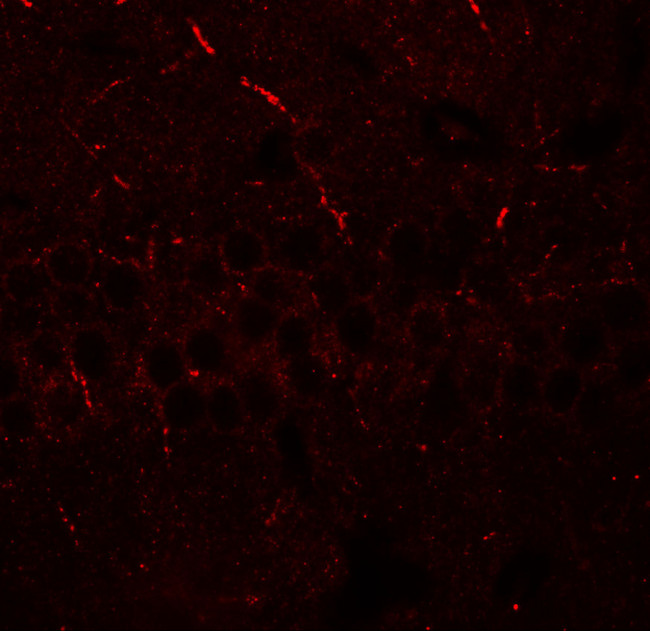 ARTS1 Antibody in Immunohistochemistry (Paraffin) (IHC (P))