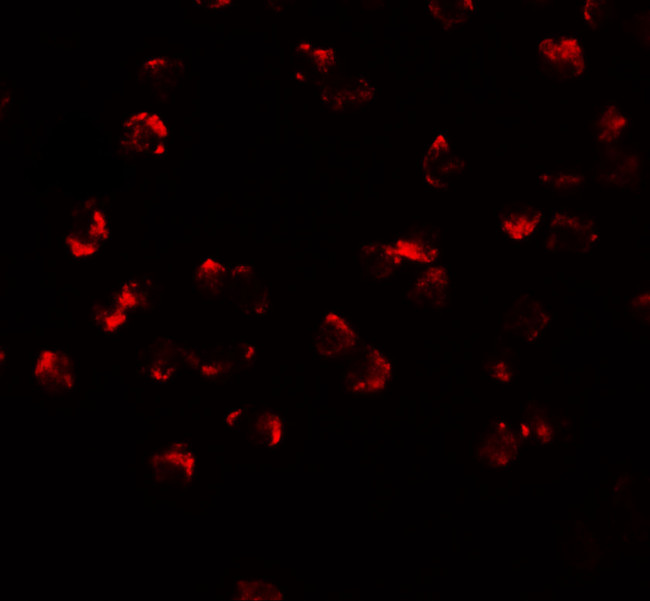 PHF14 Antibody in Immunocytochemistry (ICC/IF)