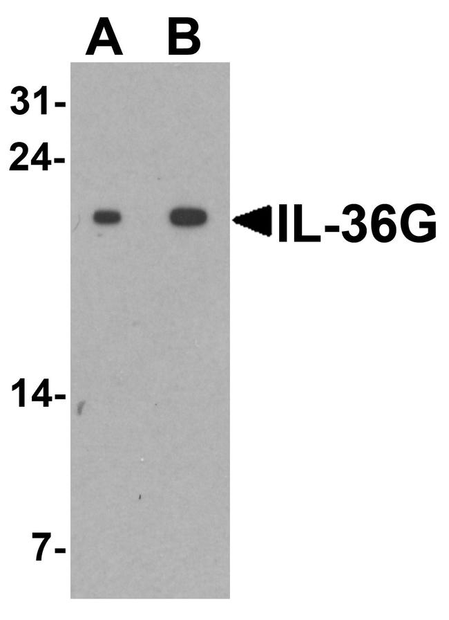IL1F9 Antibody in Western Blot (WB)