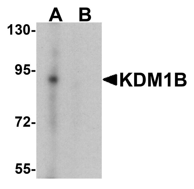 KDM1B Antibody in Western Blot (WB)