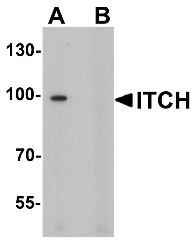 ITCH Antibody in Western Blot (WB)