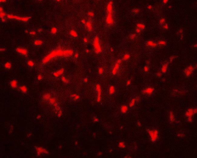 TAF9 Antibody in Immunohistochemistry (Paraffin) (IHC (P))