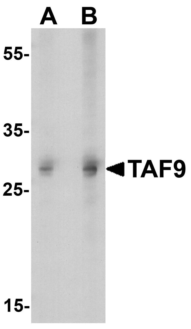 TAF9 Antibody in Western Blot (WB)