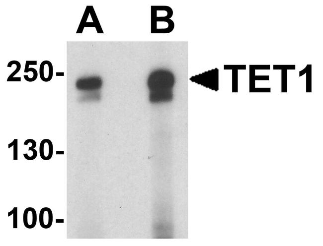 TET1 Antibody in Western Blot (WB)