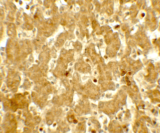 IFIT3 Antibody in Immunohistochemistry (Paraffin) (IHC (P))