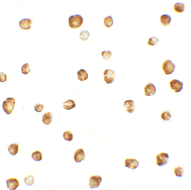 OASL Antibody in Immunocytochemistry (ICC/IF)