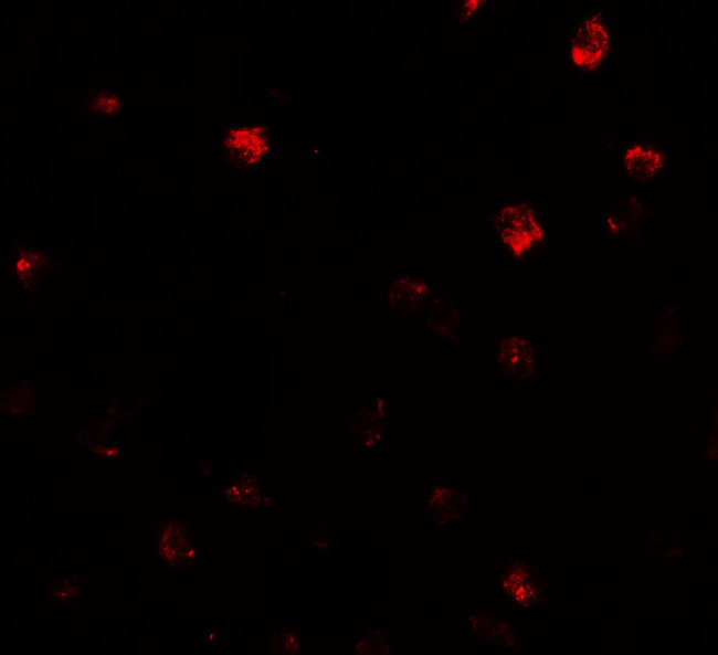 NDST2 Antibody in Immunocytochemistry (ICC/IF)