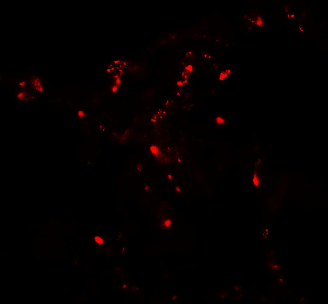 ATG4C Antibody in Immunohistochemistry (Paraffin) (IHC (P))