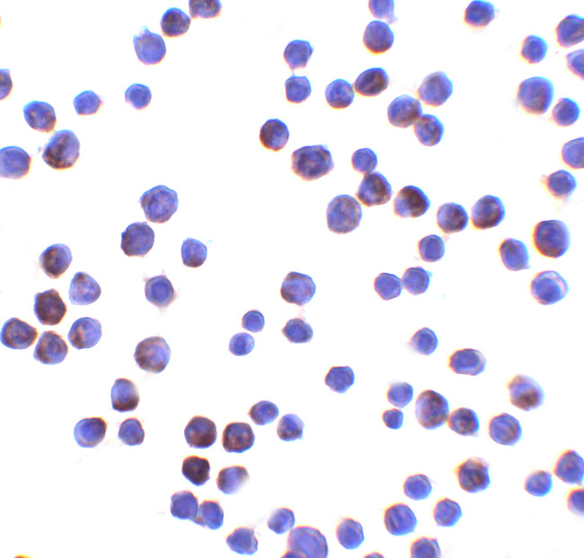 LIN54 Antibody in Immunocytochemistry (ICC/IF)