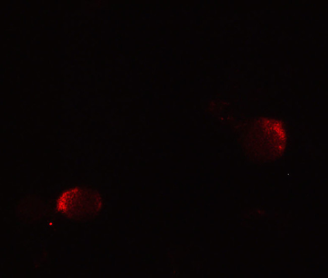 LIN54 Antibody in Immunocytochemistry (ICC/IF)