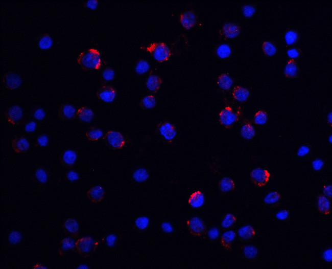 LIN54 Antibody in Immunocytochemistry (ICC/IF)