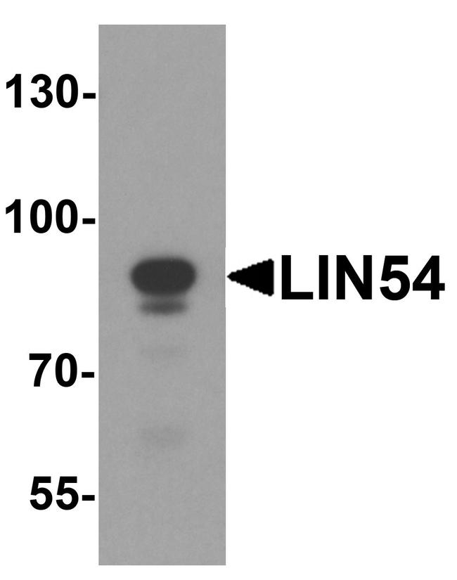 LIN54 Antibody in Western Blot (WB)