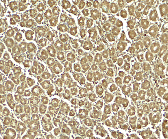 XKR8 Antibody in Immunohistochemistry (Paraffin) (IHC (P))