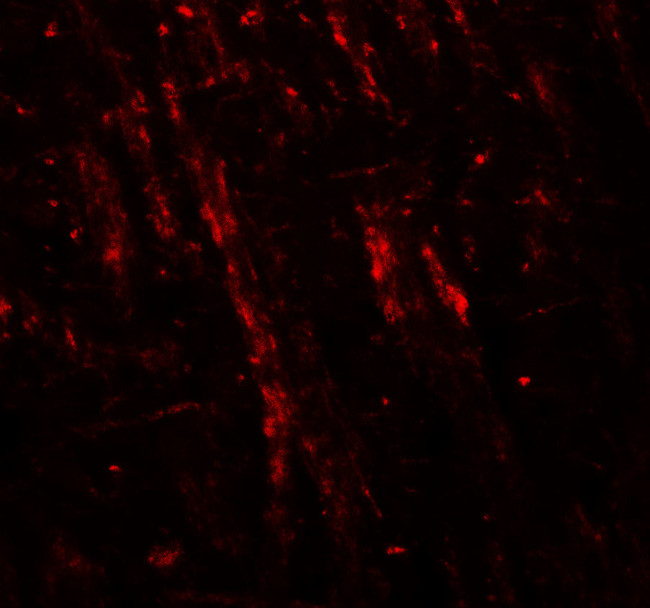 Neuroligin 2 Antibody in Immunohistochemistry (Paraffin) (IHC (P))