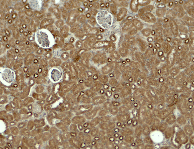 KIRREL3 Antibody in Immunohistochemistry (Paraffin) (IHC (P))