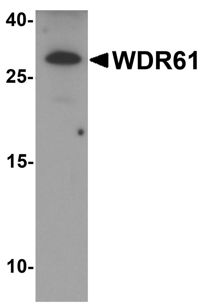 WDR61 Antibody in Western Blot (WB)