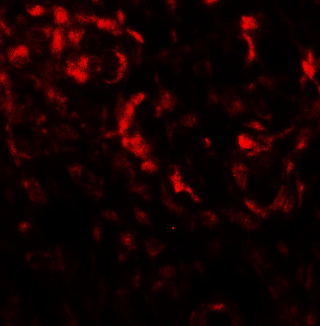 Beclin 2 Antibody in Immunohistochemistry (Paraffin) (IHC (P))