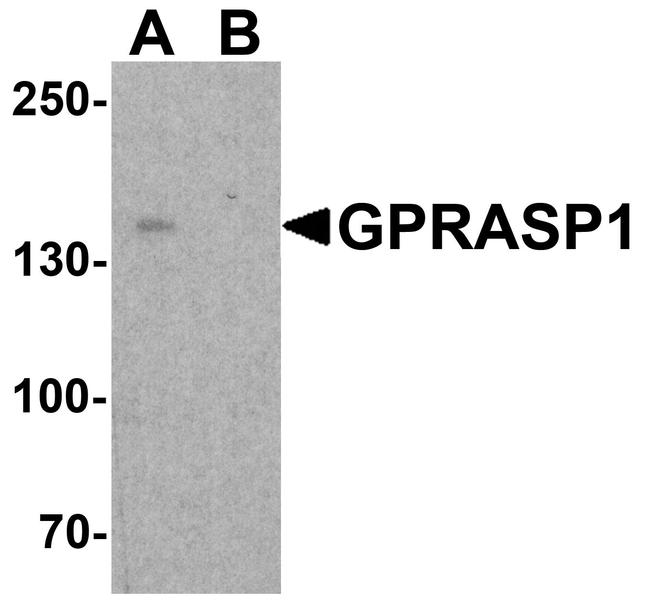 Beclin 2 Antibody in Western Blot (WB)