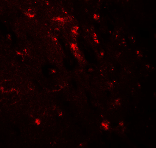 WWC1 Antibody in Immunohistochemistry (Paraffin) (IHC (P))