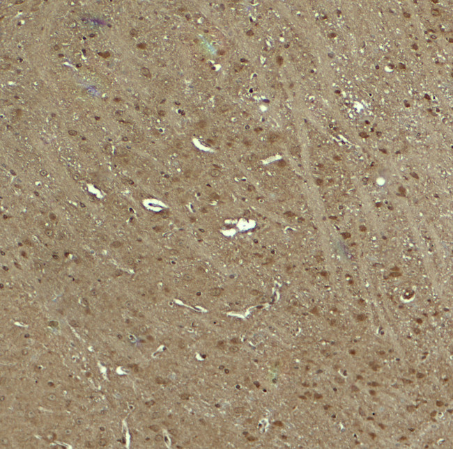 WWC1 Antibody in Immunohistochemistry (Paraffin) (IHC (P))