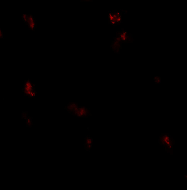 GPRASP1 Antibody in Immunohistochemistry (Paraffin) (IHC (P))